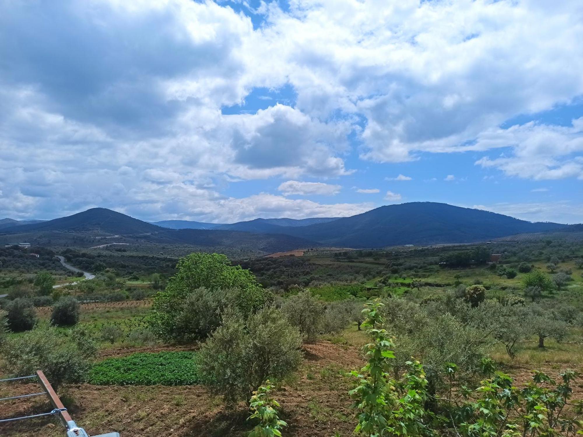 Olivos