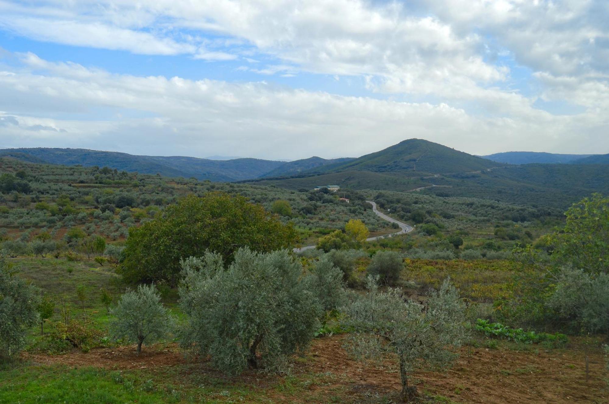Olivos Holiday home *